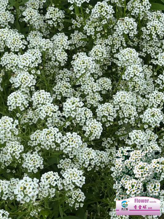 White Sweet Alyssum
