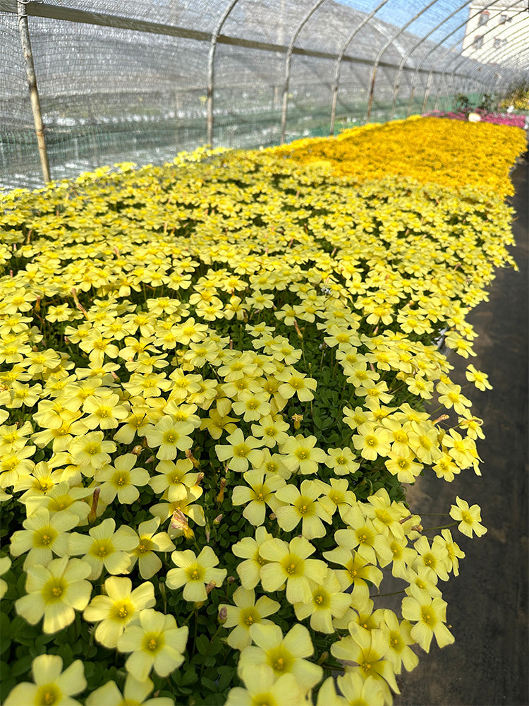 Oxalis obtusa 'High Yellow'
