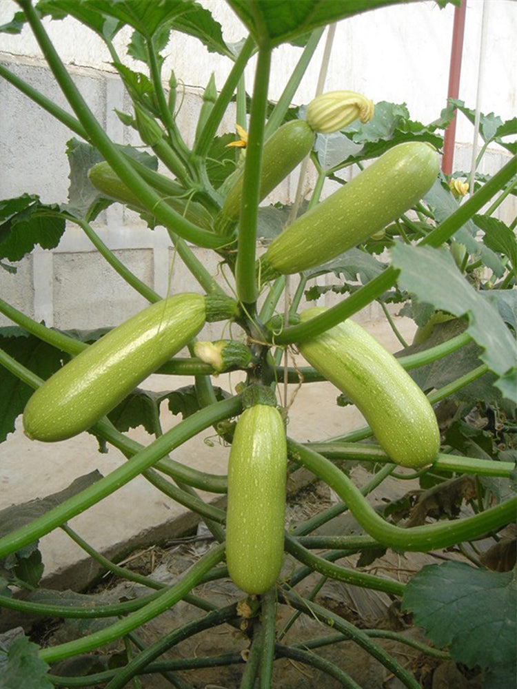 'Zaoqing No.1' Zucchini
