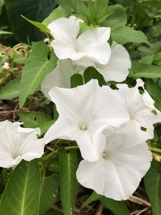Moonflower