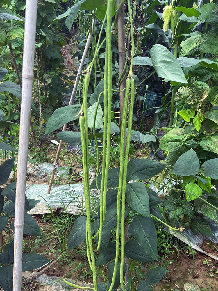 Long Dragon Cowpea