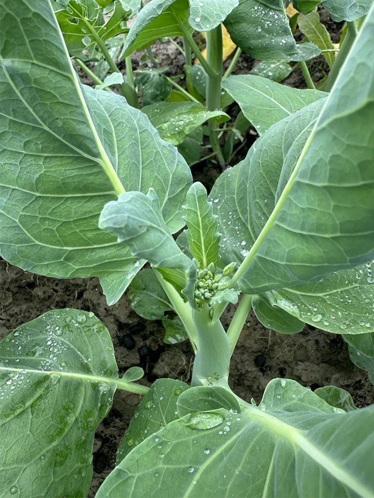 Sweet-Crispy 'Zhouye' Chinese Kale