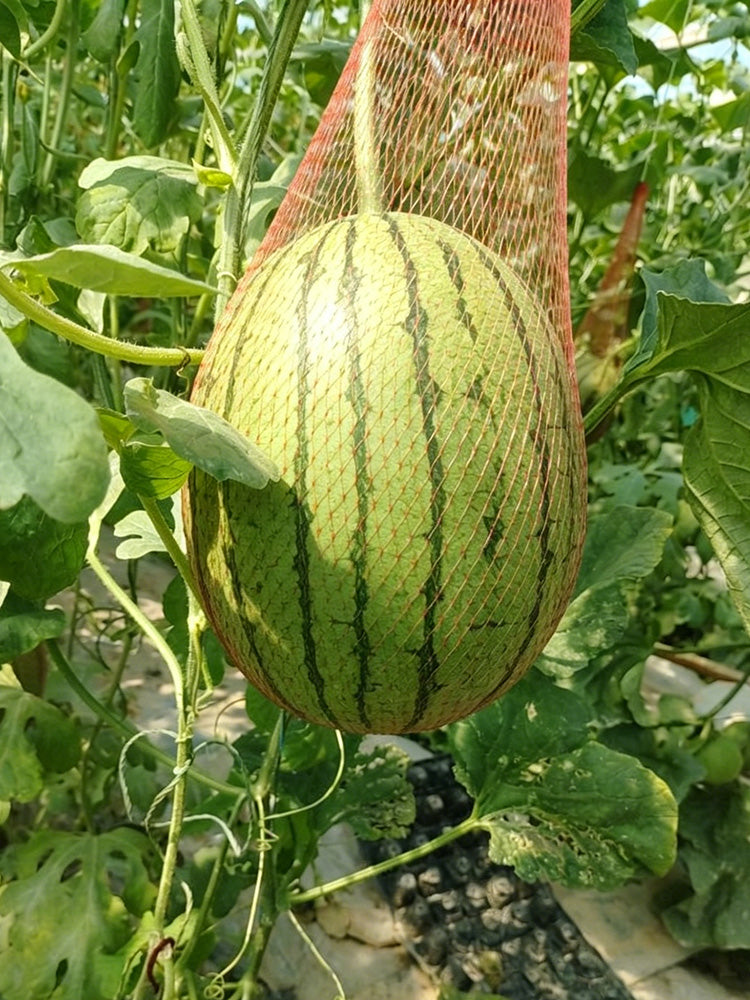 Xiaofeng Watermelon