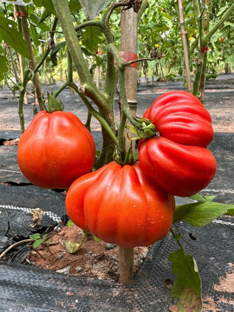 CORAZON Fleshy Tomato