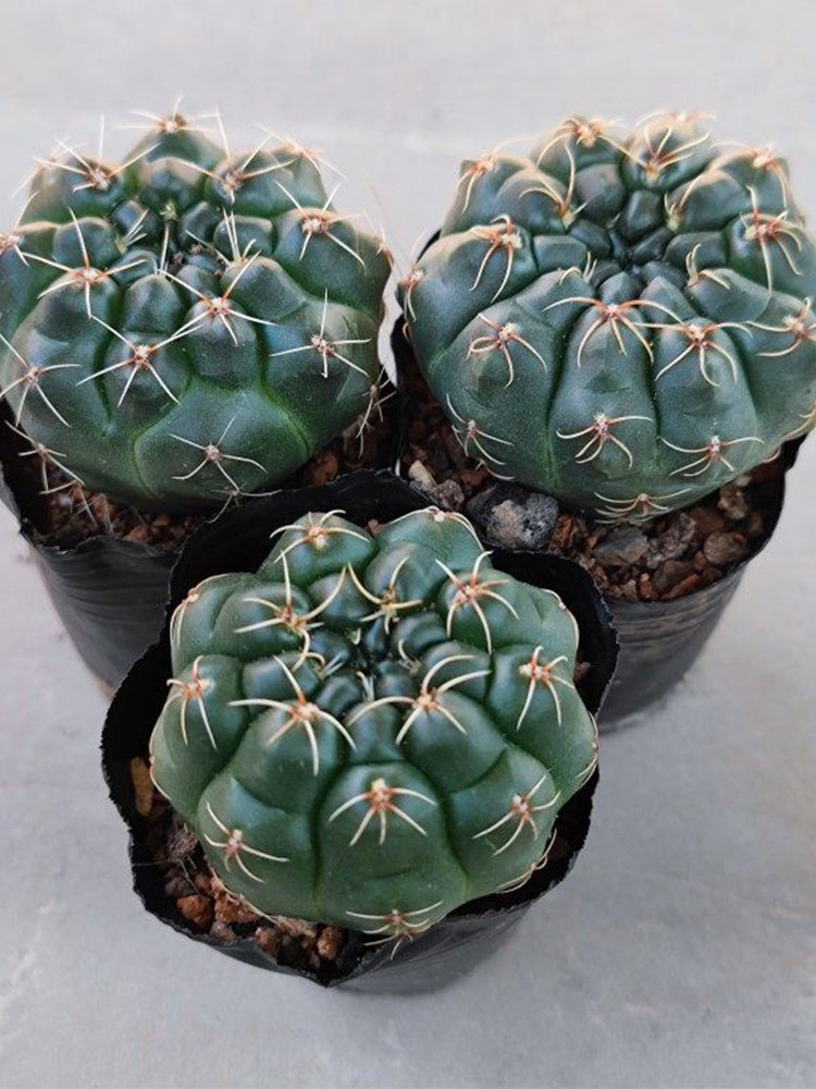 Baldian's Gymnocalycium Cactus
