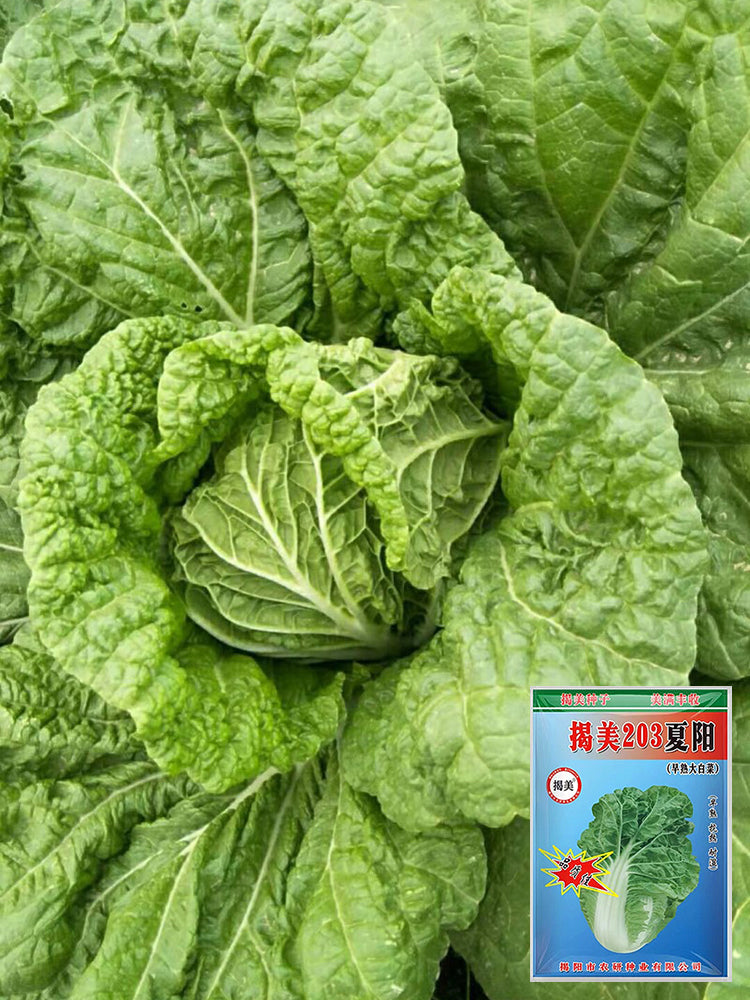 Jiemei 203 Xiayang Chinese Cabbage
