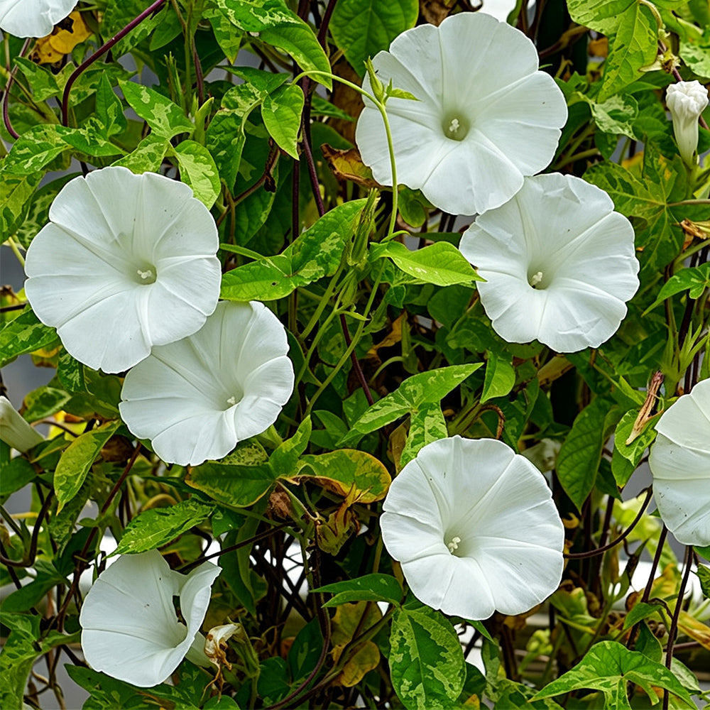 Polar Fox Morning Glory