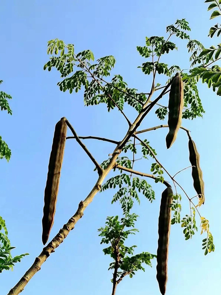 Moringa tree