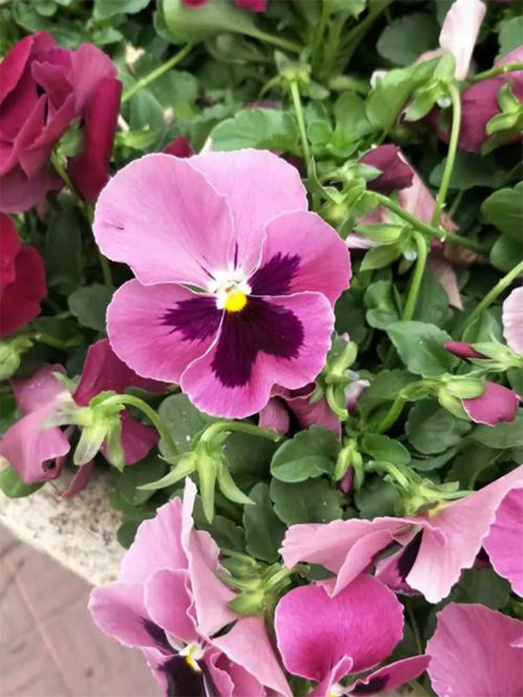 Hezhichun Pansy 'Cat Face'