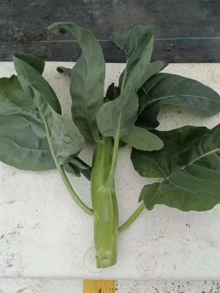 Yibao Japanese Mustard Greens