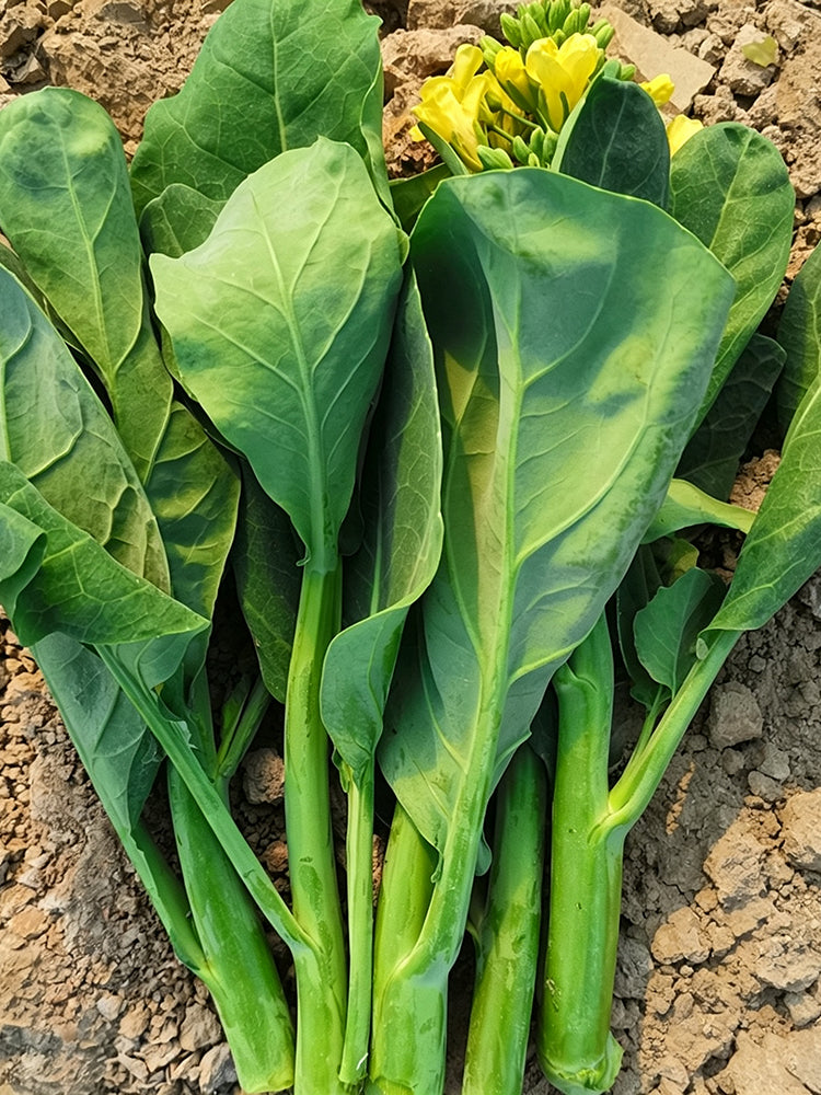 'Nongyan Yellow Flower' Chinese Kale