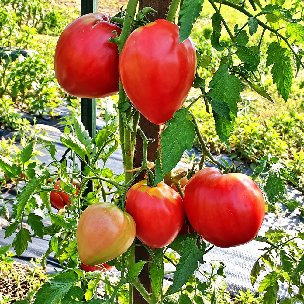 189 Winnie the Pooh Tomato