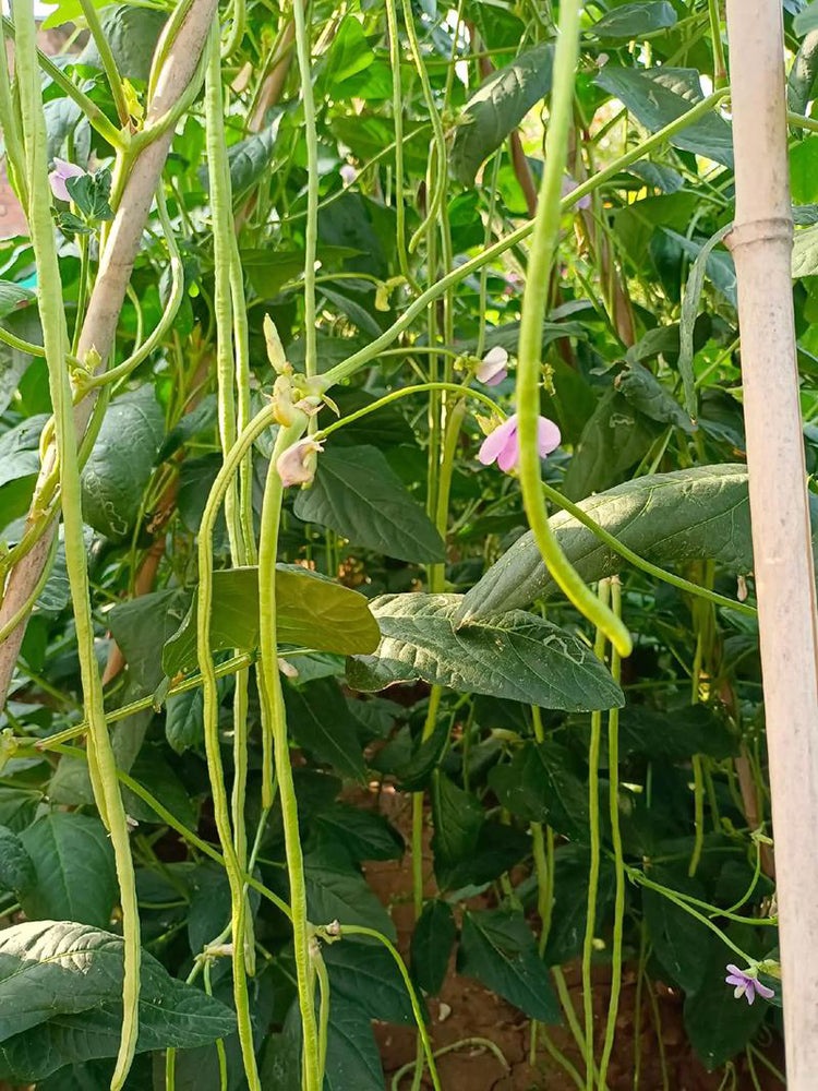 Qingcui No.2 Cowpea
