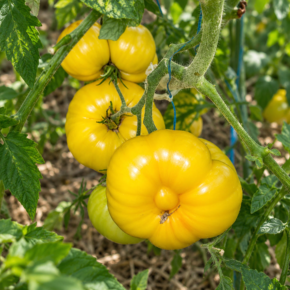 357 Casey's Pure Yellow Tomato