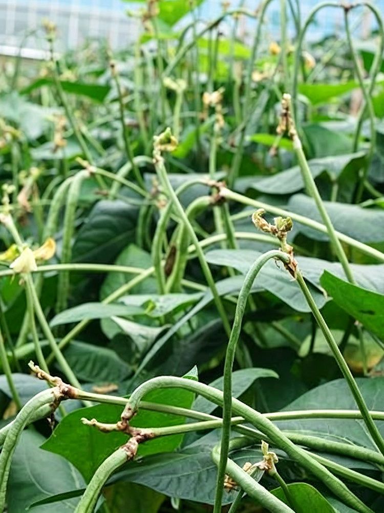 Zhengjiang Dwarf Bush Yardlong Bean