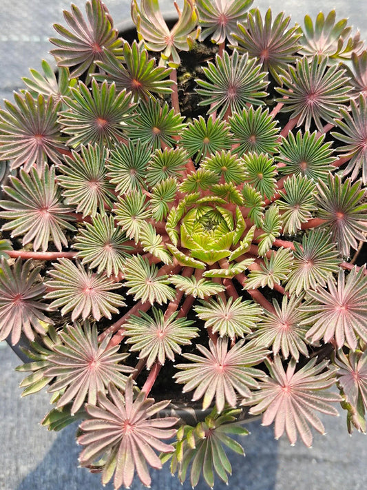 Oxalis palmifrons Series Bulbs