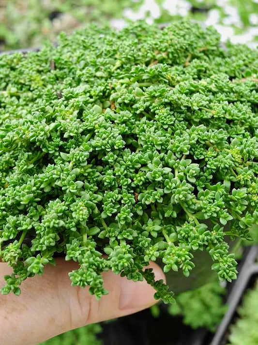 Green Carpet Rupturewort