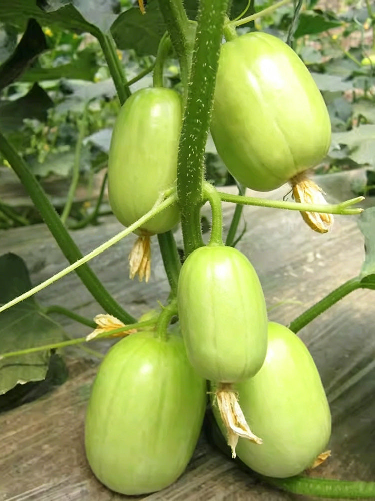 Yuanbao Fruit Cucumber
