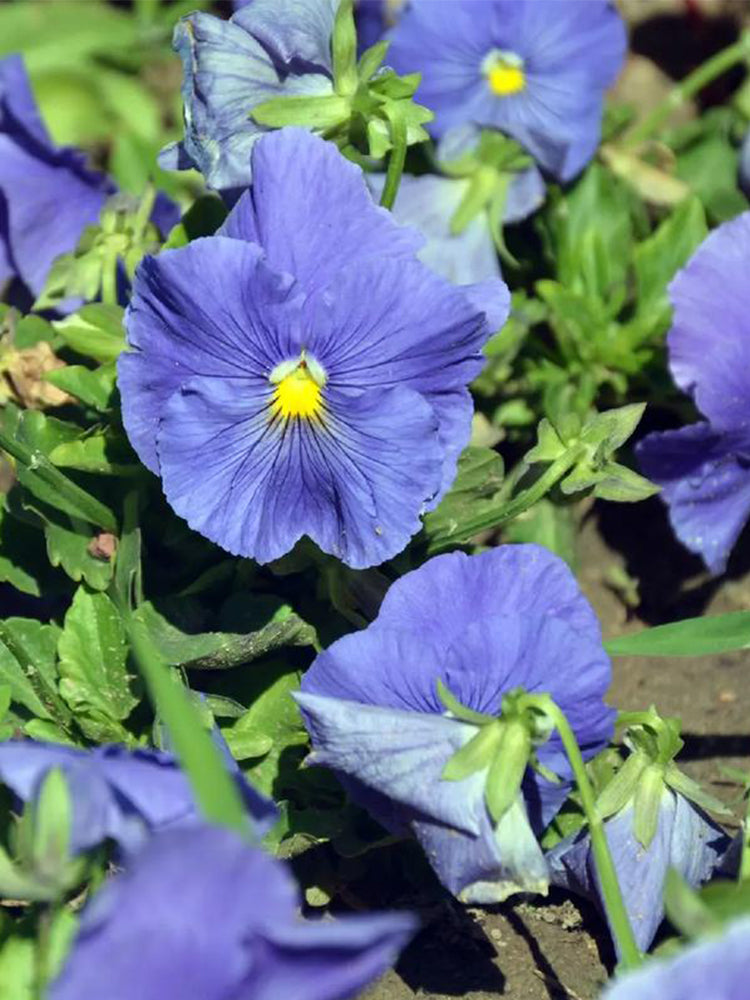 Hezhichun Pansy 'Azure Skies'