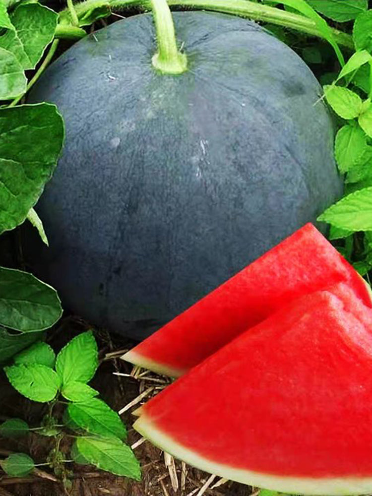 'Obsidian Sweet' Seedless Watermelon