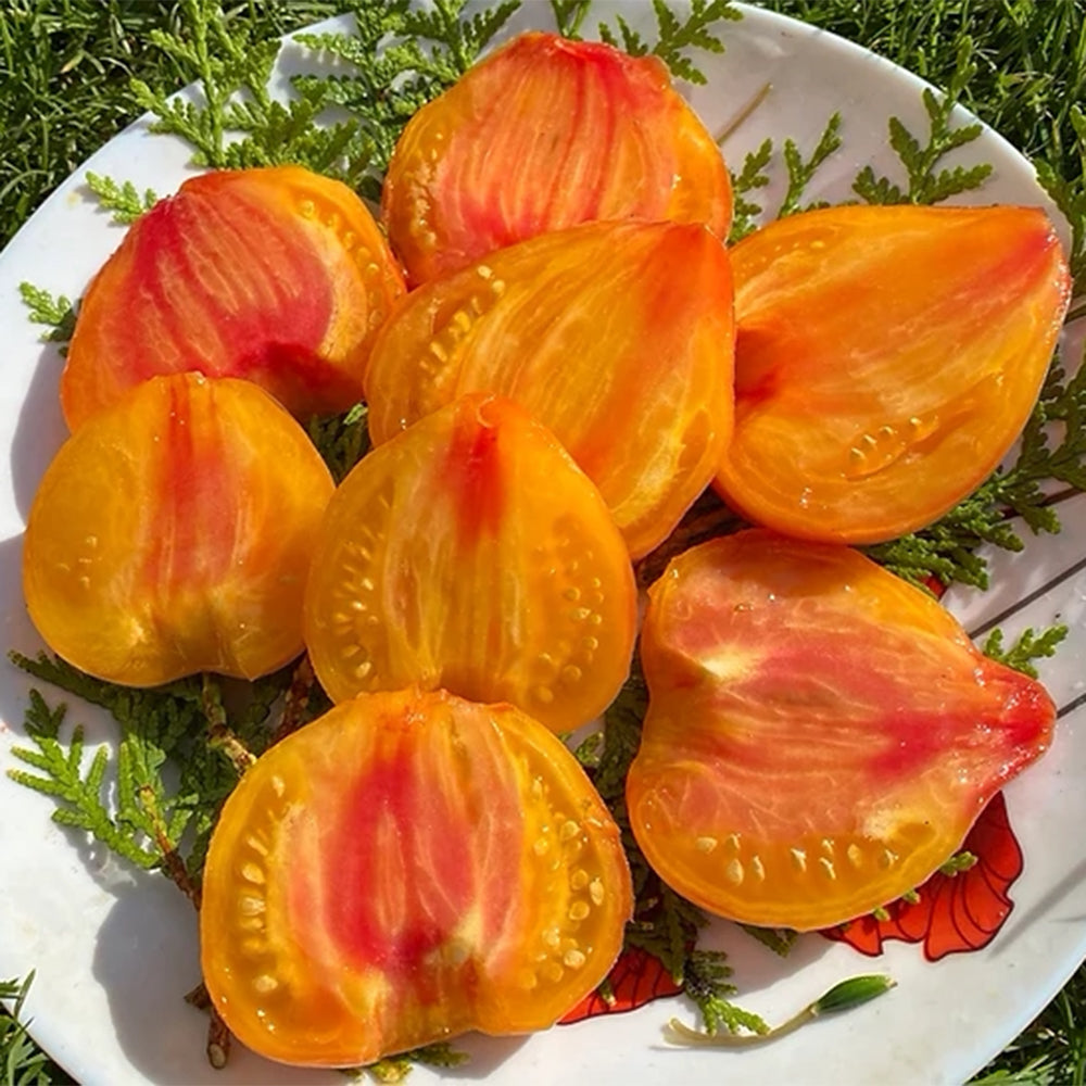 808 Orange Mango F6 Tomato