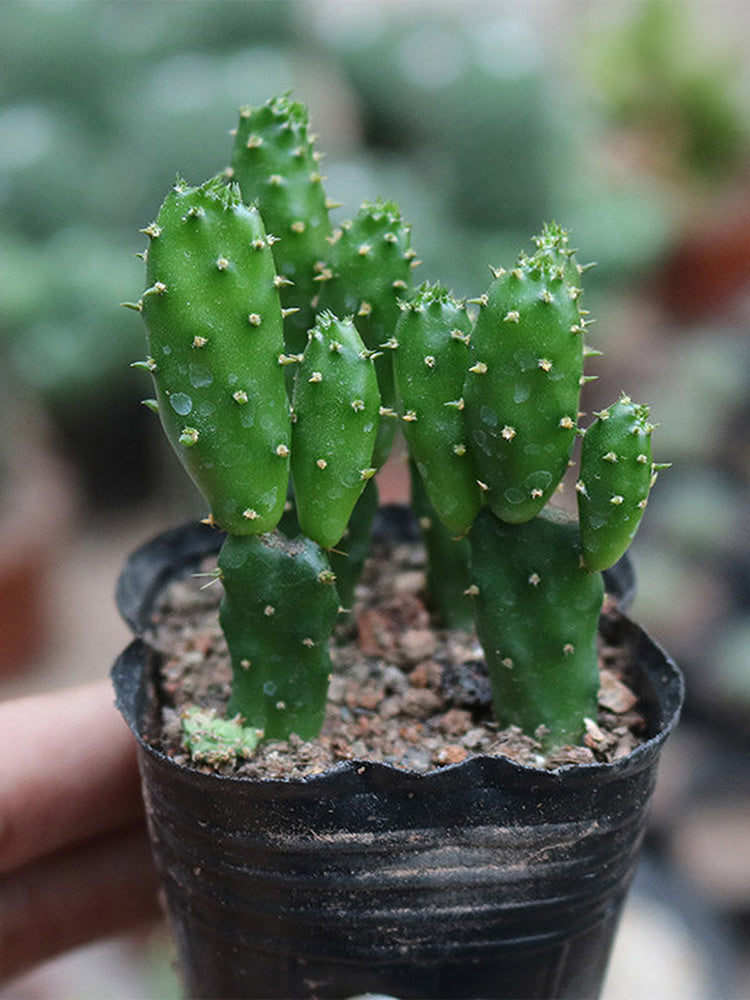 Cylindropuntia leptocaulis