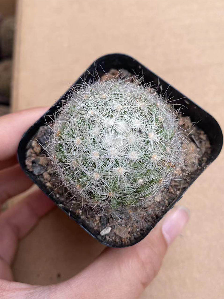 Mammillaria baumii