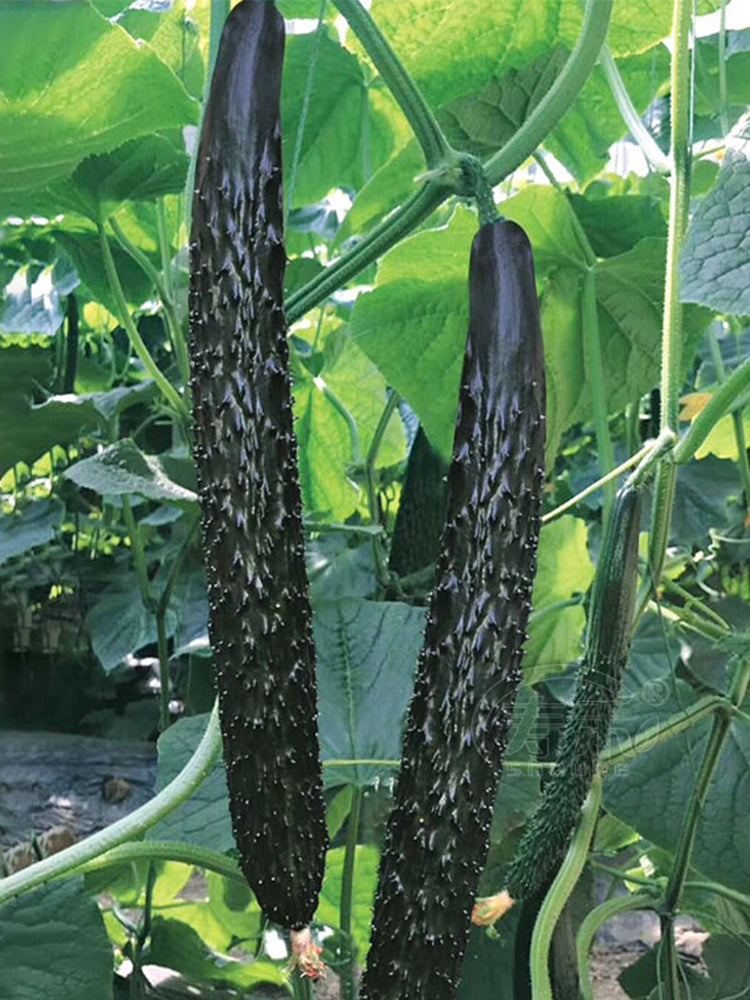 'Holland 35' Cold-Tolerant Cucumbers