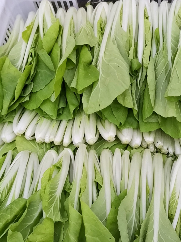 'Jiemei Golden Sweet' Bok Choy