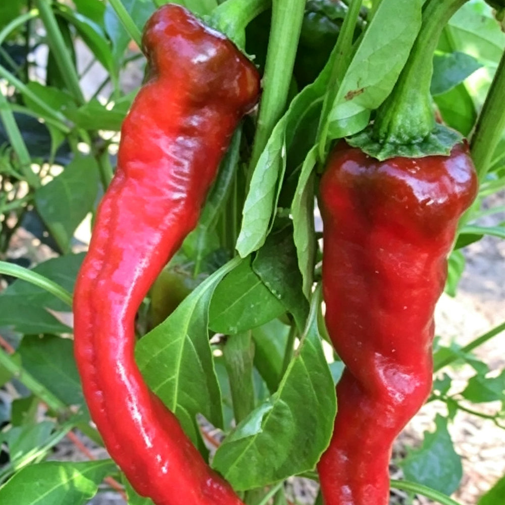 W960 Portugal Delicious Pepper