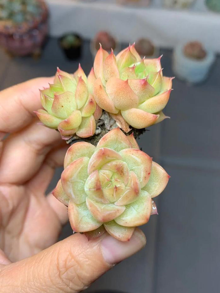 Echeveria 'Blue Light'
