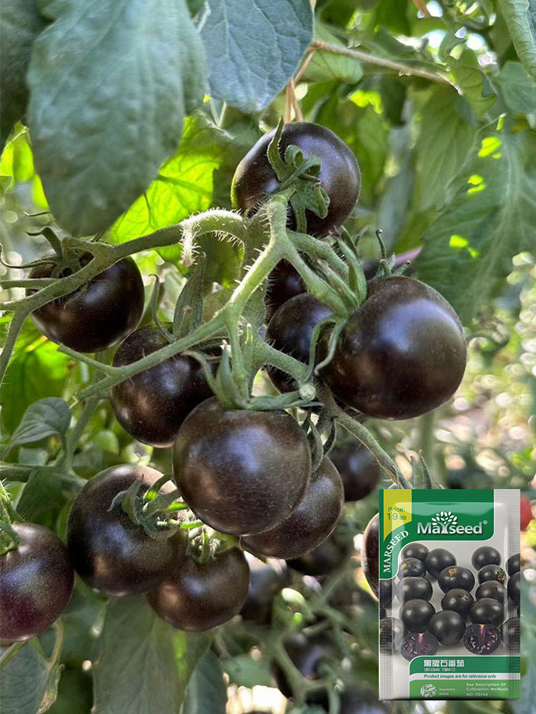 Obsidian Tomato