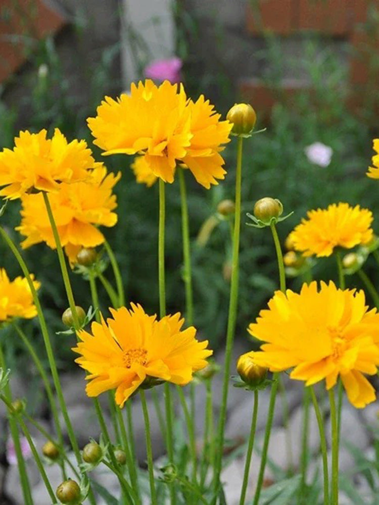 Large-Flowered Tickseed
