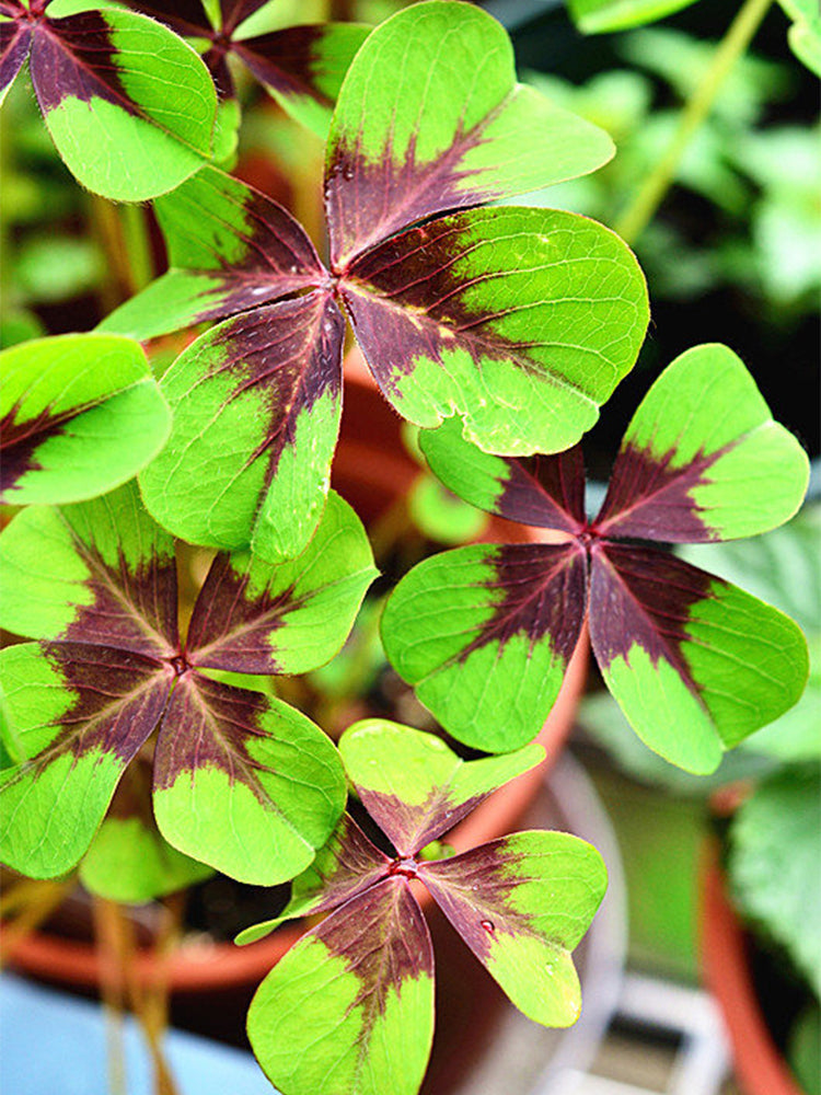 Oxalis tetraphylla 'Iron Cross'