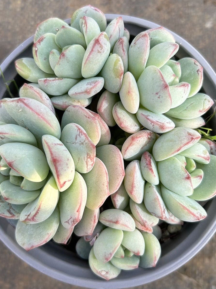 Echeveria Crassula Var 4.0