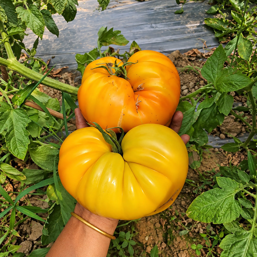 235 Kozula 202-1 Tomato