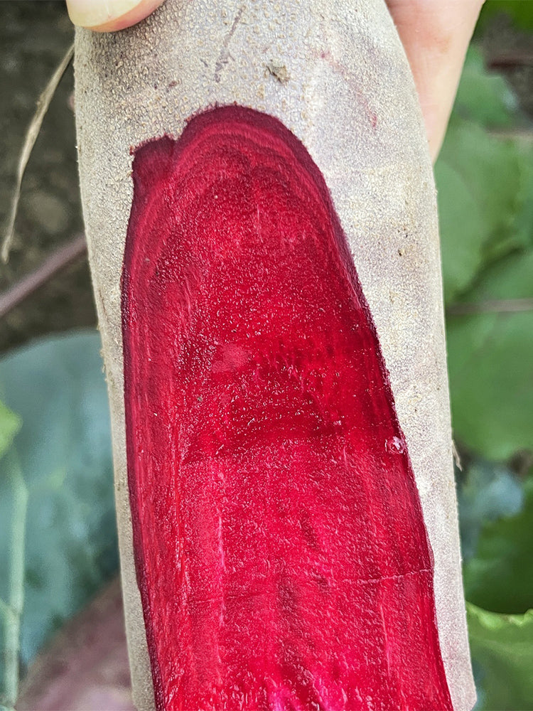 ALTO Long-shaped Red Garden Beet