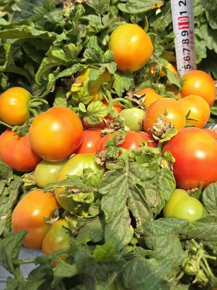 842 Micro Hockey Puck Tomato