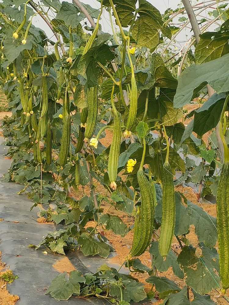 Huaxiu Sponge Gourd