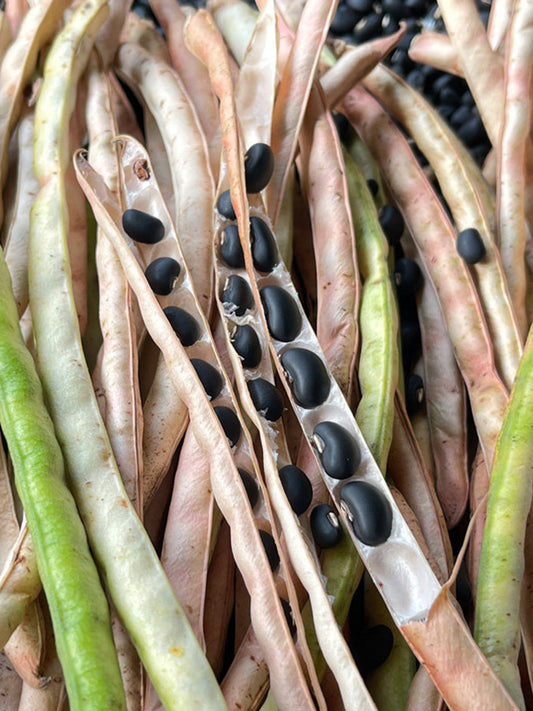 Black Cowpea