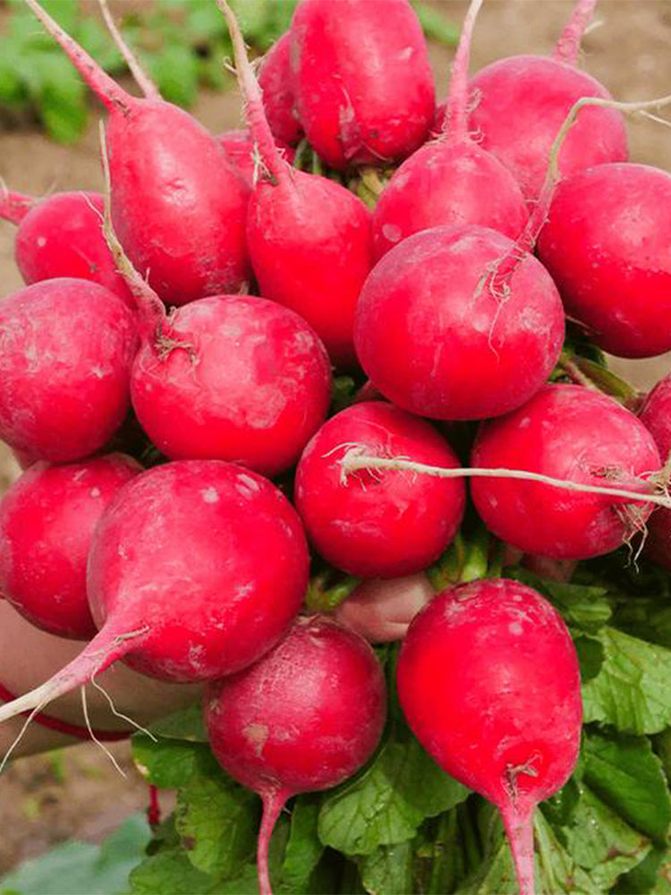 'Ailuo' Cherry Radish