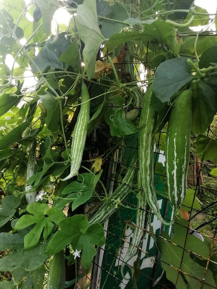 Argentina Snake Gourd