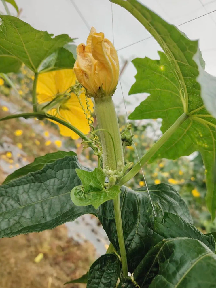 White Jade No.1 Luffa