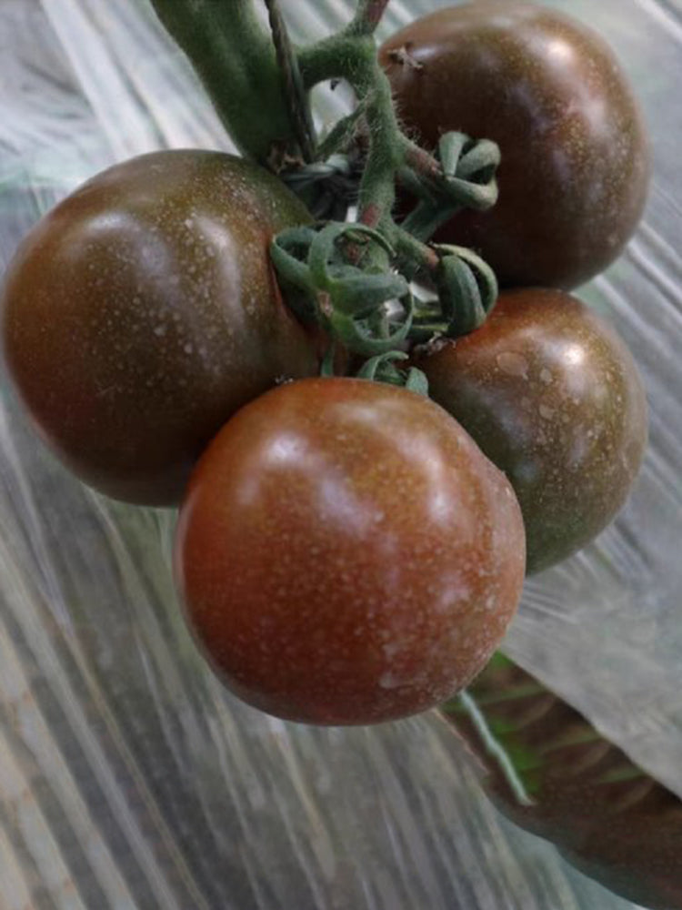 'Big Black Beauty' Tomato