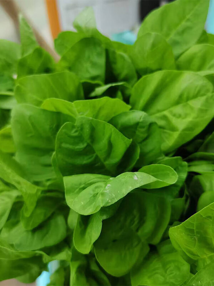 Round-leaf White Amaranth