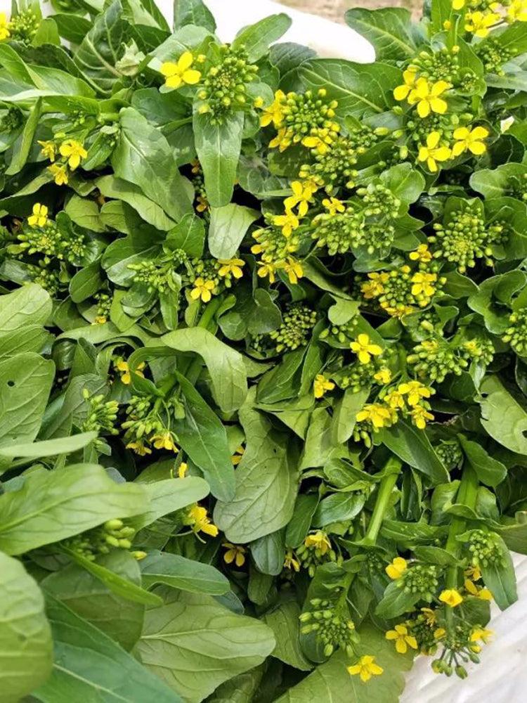 Sijiu Yellow-leaf Choy Sum