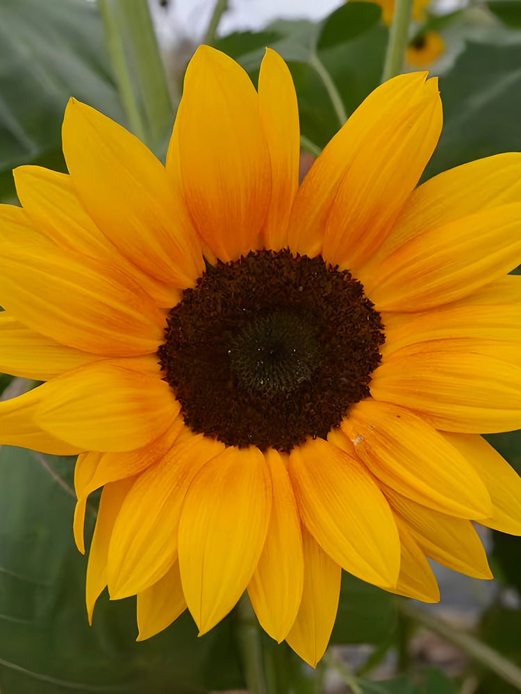 Copper Queen Sunflower