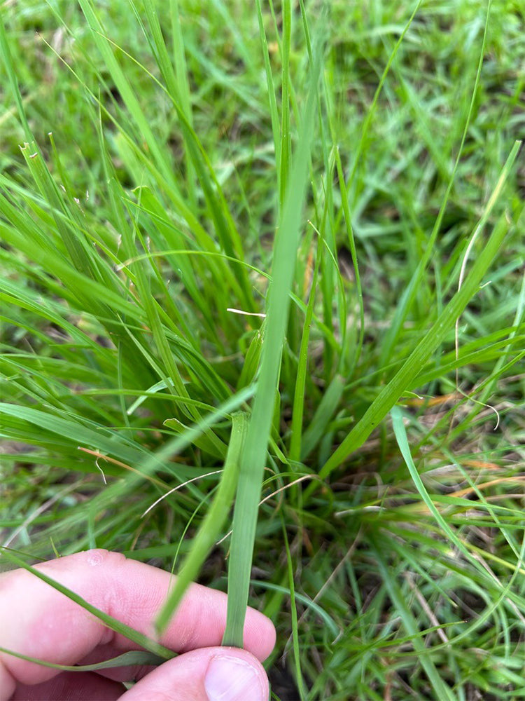 Festuca arundinacea 'Chenelle'