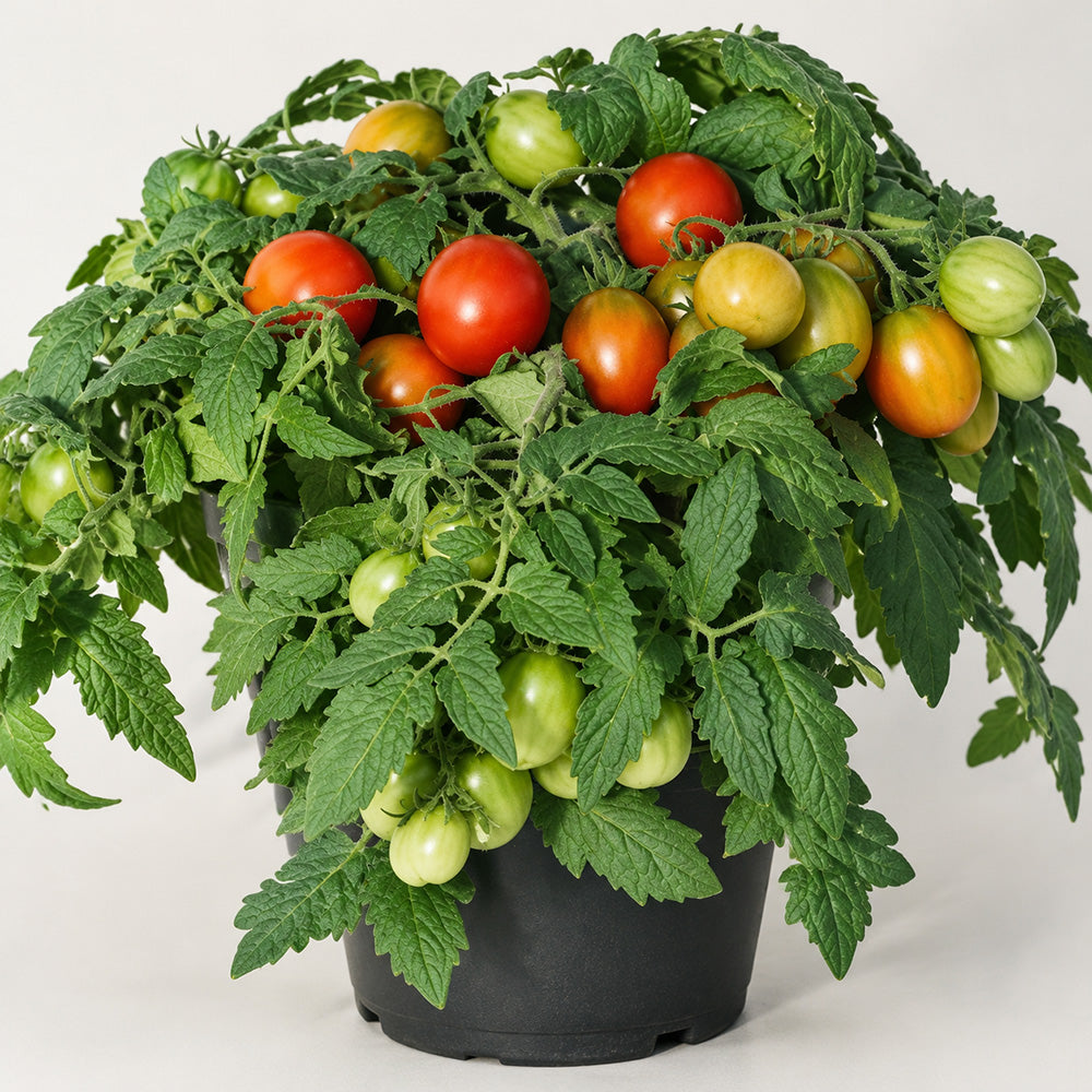 100 Tumbling Tiger Tomato