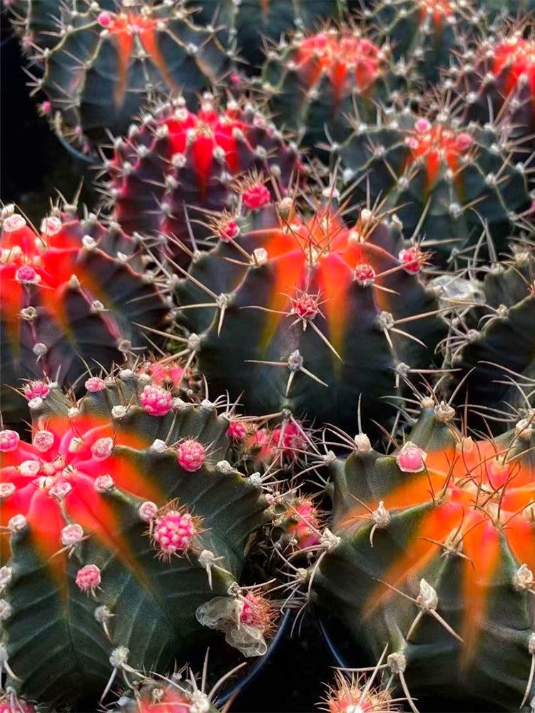 Gymnocalycium stenopleurum 'Artificial Variegated'